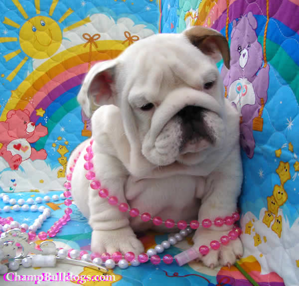 English Bulldog puppies